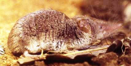 Sicilian shrew